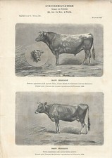 Stampa antica TORO e MUCCA di