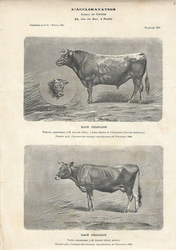 Stampa antica toro - stampa, mucca