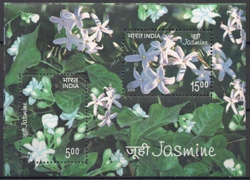 India 2008 gelsomino fiori - gelsomino,