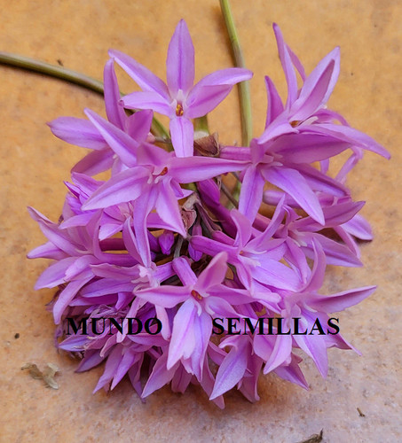 Tulbaghia violacea sociedad - -,