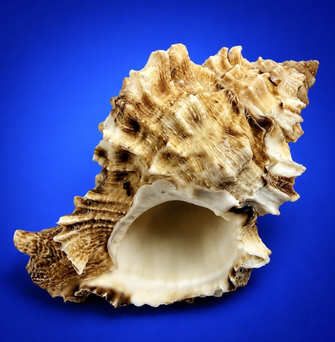 Phyllonotus pomum mm - phyllonotus,
