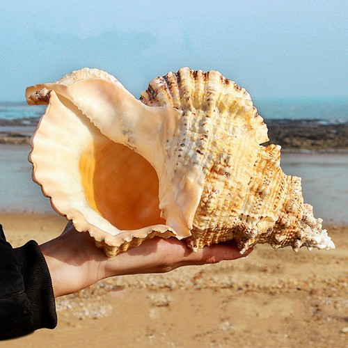 Natural conch shell - conch, tank