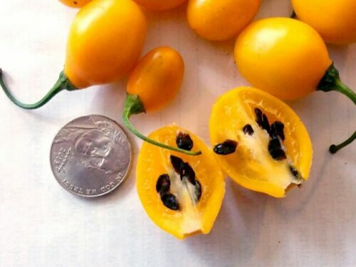 Peperoncino rocoto mini - mini, 10