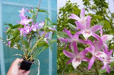 Dendrobium rainbow dance - dendrobium,
