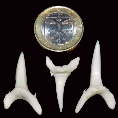 Lotto denti squalo - denti, 3