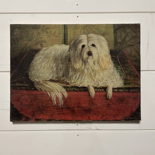 Cucciolo cane maltese - , bianco