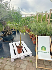 Wodyetia bifurcata 140-180 cm palma coda di volpe palma palma palma pianta d'appartamento