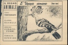 R@R@ FIGURINA DEL REGNO ANIMALE COLLEZIONE 1950-L'UPUPA COMUNE