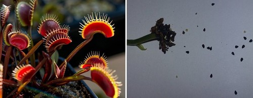 Semi dionaea muscipula - di,
