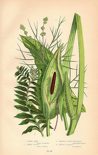 Stampa botanica antica - antica, 1899