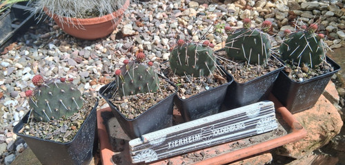 Opuntia phaeacantha dark - opuntia,