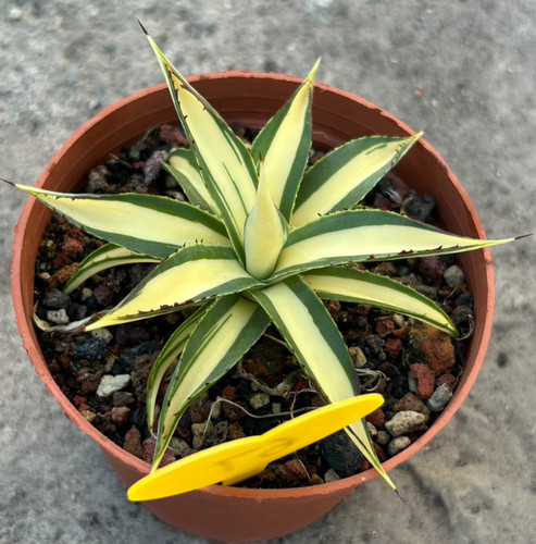 Rara pianta succulenta