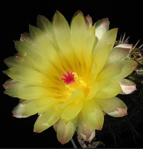 Notocactus submammulosus seeds - notocactus,