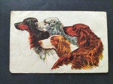 CARTOLINA CANI SETTER ANNI 30