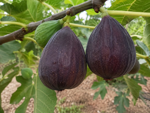 Pianta fico turca albero - fico, da