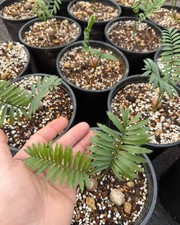 Raro caffè Encephalartos crescita semina casuale