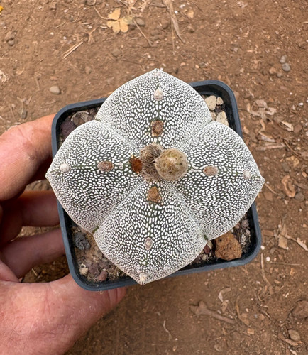 Astrophytum myriostigma - myriostigma, cv