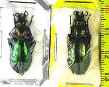 Carabidae, Carabus