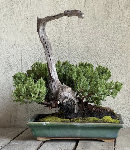 Bonsai ginepro - bonsai,