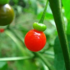PEPERONCINO TUBOCAPSICUM