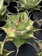 Agave titanota Cesare Rara