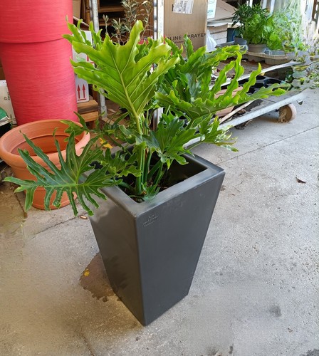 Pianta philodendron sellum - philodendron,