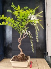 bonsai glicine giapponese   h