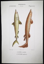 1831,PRETRE ORIGINALE ENGR. BELLISSIMO ANTICO ACQUERELLO SALMONE SQUALO XLM