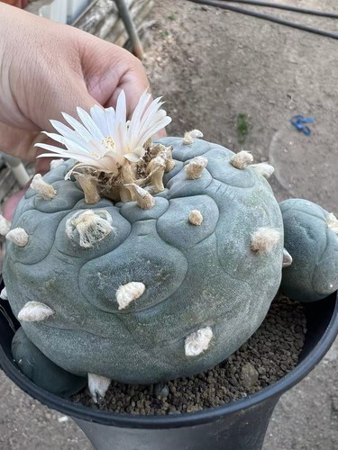 Vendita vaso raro cactus - vendita, cm