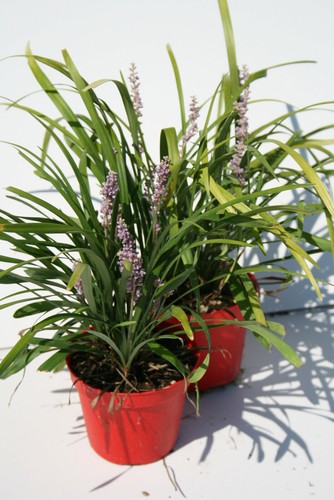 Giglio sempreverde liriope - sempreverde, "liriope