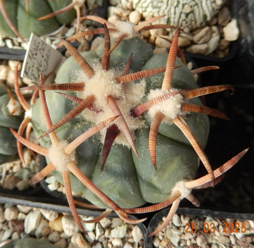 Echinocactus horizonthalonius