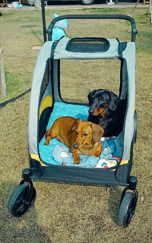 Passeggino per cani - passeggino,