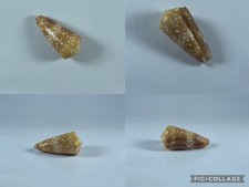 Conus nobilis victor 40,80 mm F+++ Lembata Island Indonesia