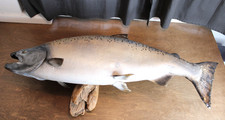 Vintage Mounted Alaskan King