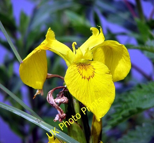 Photo 6x4 yellow iris - 6x4, (iris