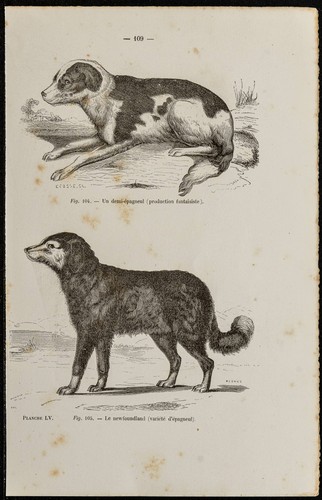 1867 cane demi épagneul e - 1867,