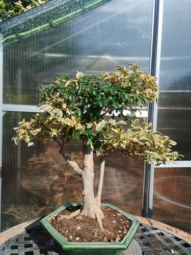 Bonsai lugustrun - bonsai,