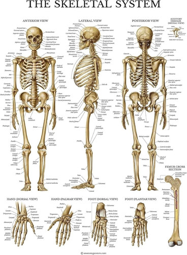 Poster educativo anatomia - poster,