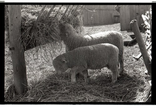 Negativo sl28 35mm 1980 - b&w,