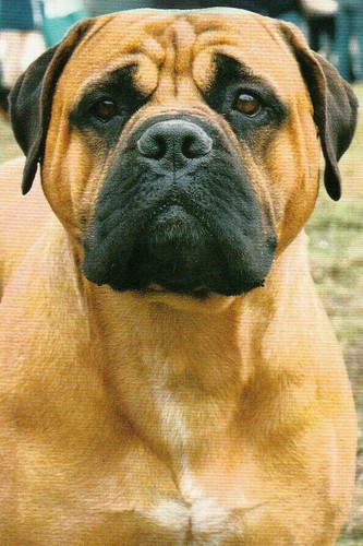 Bullmastiff bull mastiff - **,