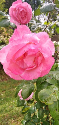 Piante rosa cespuglio - n2,