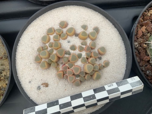 312 fenestraria rhopalophylla - 312,