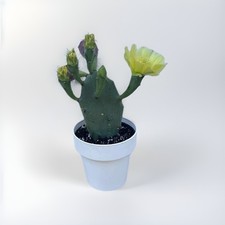 Pianta grassa di Opuntia