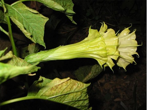 Datura triple yellow - 🔥,