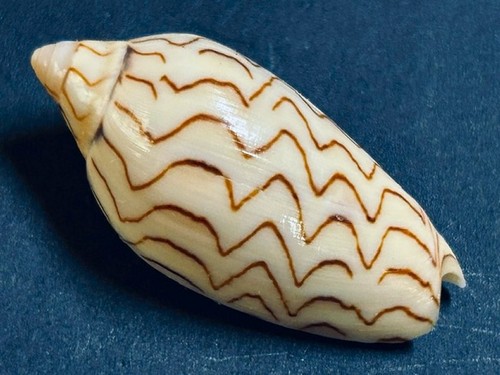 Voluta amoria macandrewi - amoria,