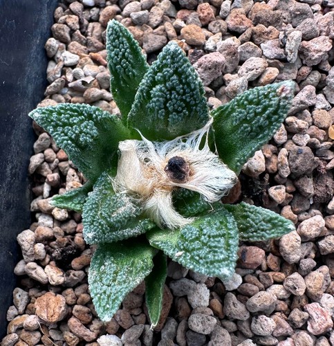 Ariocarpus hintonii see - hintonii, see-d