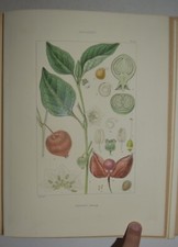 PLANTES DE FRANCE – fig. 1844 – botanica – 160 TAVOLE COLORATE – 2 volumi – raro