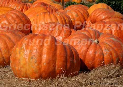 Mammoth zucca cibo - zucca, da