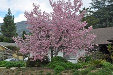 Prunus serrulata seeds - serrulata, 10