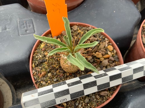 245 pachypodium namaquanum - pachypodium,